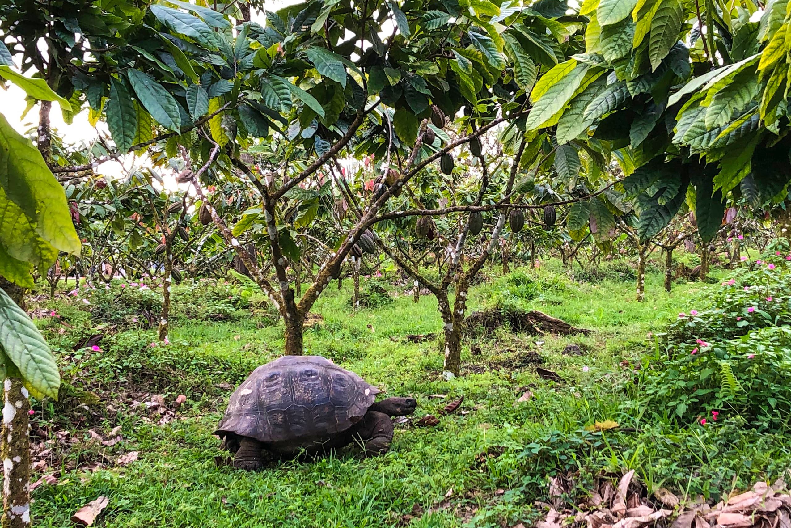 TO'AK | Schokolade »To’ak Galapagos Harvest 2019« 75% | 50g