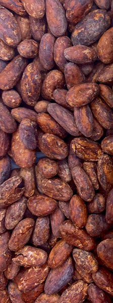 CHOCO DEL SOL | Geröstete Kakaobohnen