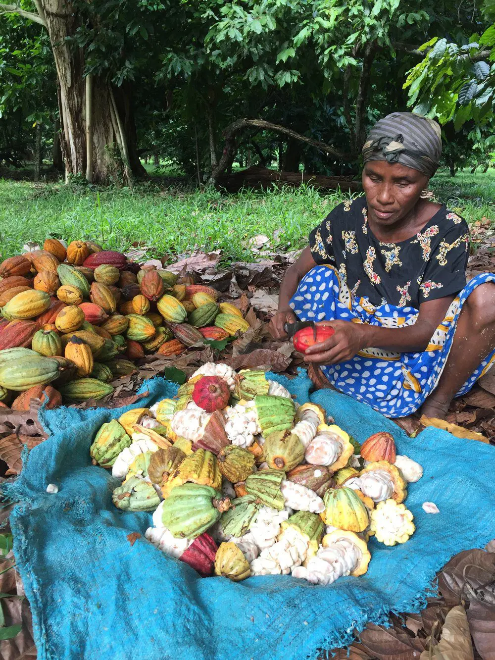 Kakaoplantage eine Frau trennt die kakaobohnen von den Schalen, dabei sitzt sie auf dem Boden mitten in der Kakaoplantage